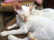 Siamois red point et tortie