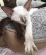 Siamoise tortie brown