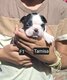 Femelles Boston Terrier à vendre