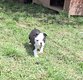 Femelles Boston Terrier à vendre