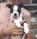 Femelles Boston Terrier à vendre