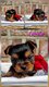 Mini chiots Yorkshire Terrier