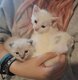 Chatons siamois