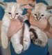 Chatons siamois croisés oriental