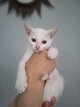 Chatons Européens blancs