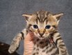 Chatons tigrés et noir