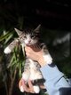Chaton Européen tigré