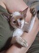 Chaton siamois