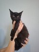 Chatons noir