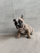 Bouledogue français disponible à partir du...