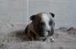Bouledogue français disponible à partir du...