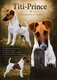 Magnifique mâle Fox Terrier pour saillie