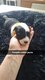 Chiots border collie