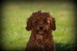Chiots Caniche