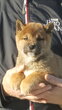 Magnifiques chiots shiba inu