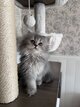 British longhair