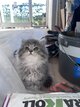 British longhair