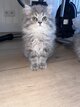 British longhair
