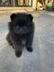 Adorables petits spitz nains bientôt à l  ...