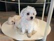 Adorables Bichons maltais pur race (petites...