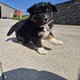 Male berger australien