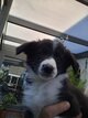 Dernière petite border collie