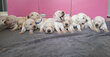 Chiots golden retriever