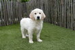 Magnifiques chiots Golden Retriever dorés, avec...