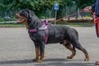 Chiot Rottweiler parents Allemands adrk