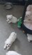 Bichons maltais de petites tailles disponibles