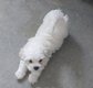 Bichons maltais de petites tailles disponibles