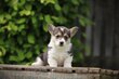 Welsh Corgi Pembroke chiots à vendre, adn...