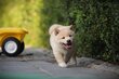 Shiba inu chiots à vendre, ADN contrôlé