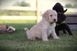 Labradoodle chiots à vendre, elevage en Belgique