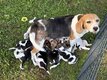 Chiots Beagles