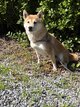 2 Shiba Inu femelles de 5 ans