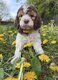 Chiots Lagotto Romagnolo