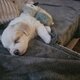 Chiot Bichon Havamalt blanc