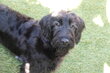 Chiots Labradoodle de taille moyenne (avec...