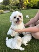 Magnifiques chiots bichons pure race élevés à...