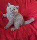 Superbes chatons british shorthair