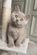 Superbes chatons british shorthair