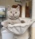 Superbes chatons british shorthair