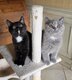 Superbes chatons british shorthair