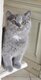 Superbes chatons british shorthair
