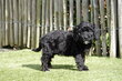 Magnifiques chiots Cockapoo