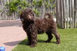 Chiots Labradoodle choco petite/moyenne taille