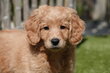 Chiots Labradoodle de taille moyenne (avec...