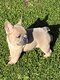 Magnifiques mâles bouledogue français bleu tan...