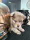 ✨ Magnifiques chiots Loulou de Poméranie aux...